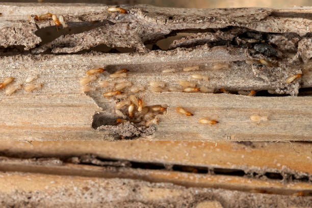 Best Pest Control for Restaurants  in Seabrook Farms, NJ